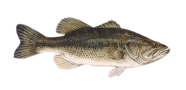 Largemouth bass Preview Photo