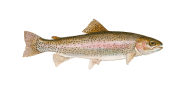 Rainbow trout Preview Photo