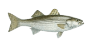 Striped bass Preview Photo