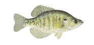 White crappie Preview Photo